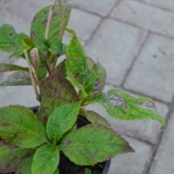 Hortenzija metličasta velika stara: sadnja i njega, obrezivanje, fotografije, recenzije